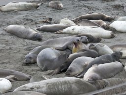 2008Elephant-Seals-20